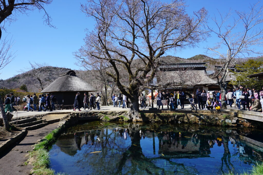 忍野八海の透明な池と茅葺き屋根の建物